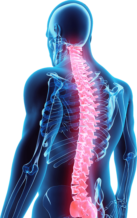 austin-chiropractor-spinal-column