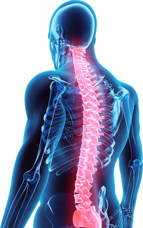 The Spine and How It Works - King Chiropractic