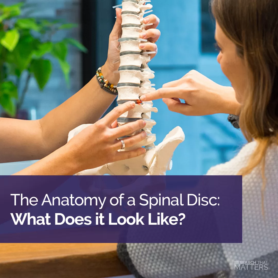 The-Anatomy-of-a-Spinal-Disc-What-Does-it-Look-LIke